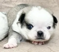 Odd eyed Panda fawn/white male , a male Pug for sale in Sacramento, CA – 2 of 7