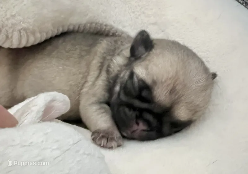 Fawn male  – Pug puppy for sale in Sacramento, CA