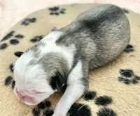 Panda fawn/white male 2 , a male Pug for sale in Sacramento, CA – 2 of 5
