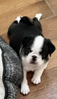 Black and white panda girl, a female Pug for sale in Sacramento, CA – 5 of 5