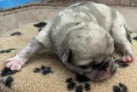 Fawn Merle girl, a female Pug for sale in Sacramento, CA – 9 of 9