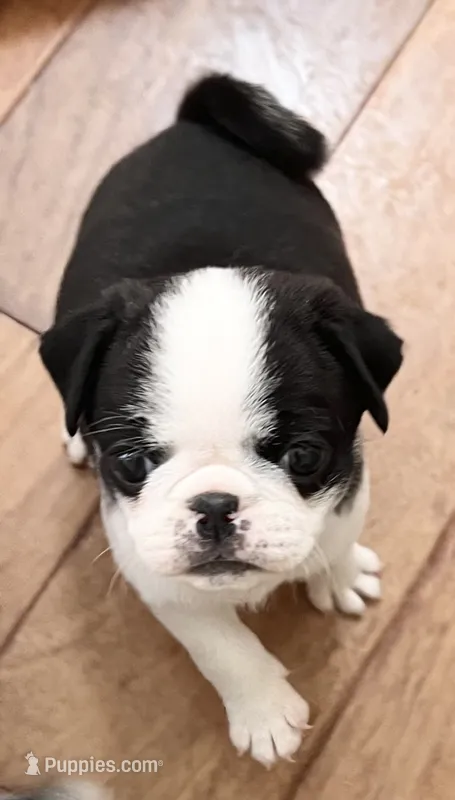 Black and white panda girl – Pug puppy for sale in Sacramento, CA