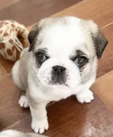 Panda fawn/white male 1, a male Pug for sale in Sacramento, CA – 2 of 6