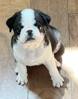 Black and white panda girl, a female Pug for sale in Sacramento, CA – 4 of 5