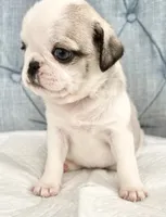 Panda blue eyed girl fawn/white, a female Pug for sale in Sacramento, CA – 5 of 5