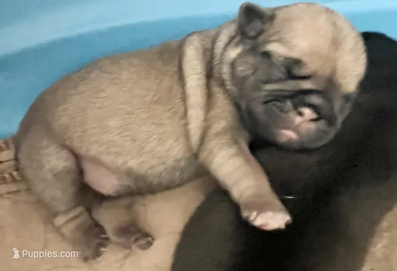 Fawn male 1 – Pug puppy for sale in Sacramento, CA