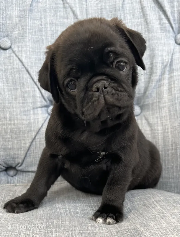Black male – Pug puppy for sale in Sacramento, CA