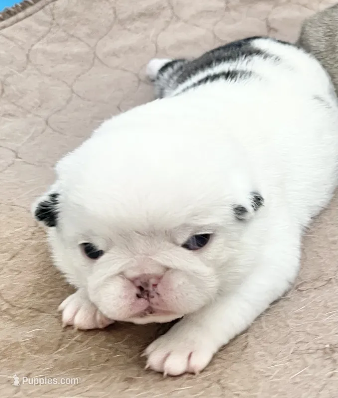 Koi panda girl – Pug puppy for sale in Sacramento, CA