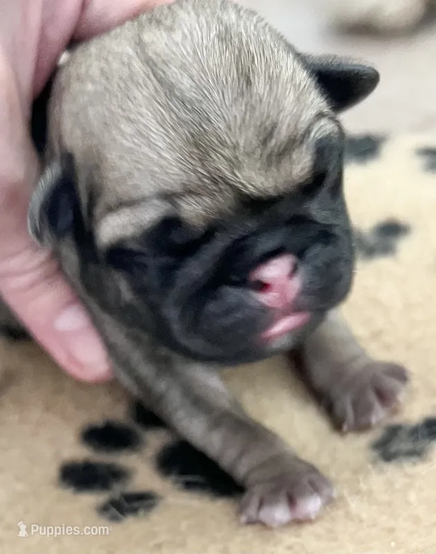 Fawn male 1 – Pug puppy for sale in Sacramento, CA
