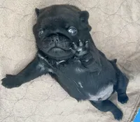 processed/c4813bdf-ef0f-4bf0-afca-4164916716a1/listing/da831d61-a750-4ca5-8176-dbf7ef3bf4a9/ac8b909e-f33c-4883-9d4a-cd8b7b6f27d4