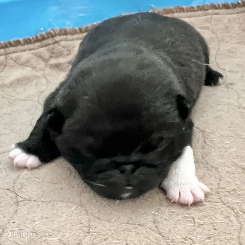 Beautiful black and white boy – Pug puppy for sale in Sacramento, CA