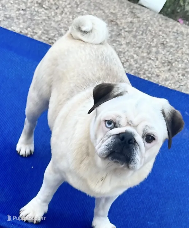 Coming soon! – Pug puppy for sale in Sacramento, CA