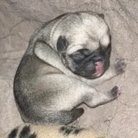 Fawn male , a male Pug for sale in Sacramento, CA – 1 of 1