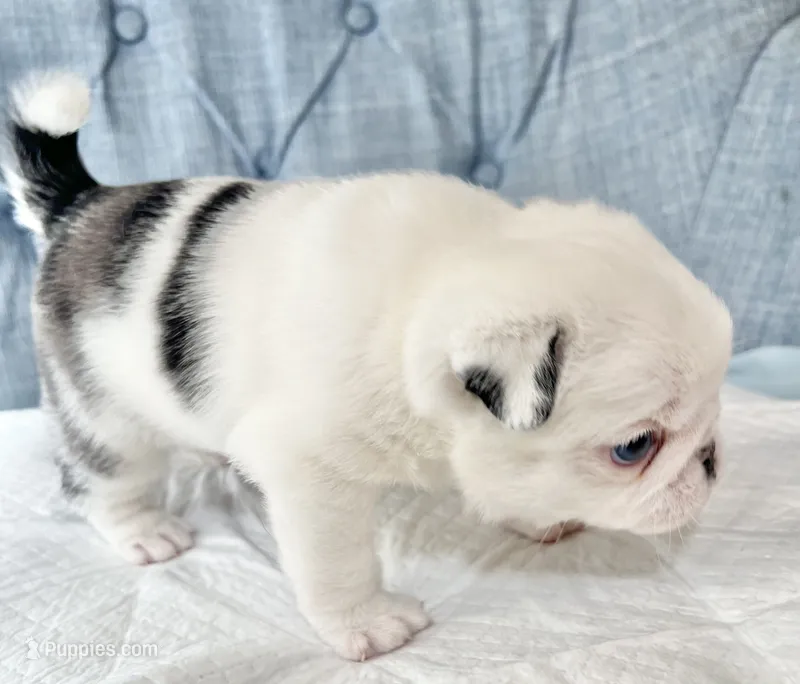 Koi panda girl blue eyes – Pug puppy for sale in Sacramento, CA