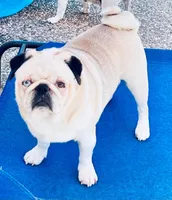 Coming soon!, a  Pug for sale in Sacramento, CA – 6 of 6