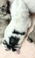Koi panda girl, a female Pug for sale in Sacramento, CA – 2 of 3