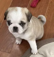 Panda fawn/white male 1, a male Pug for sale in Sacramento, CA – 6 of 6