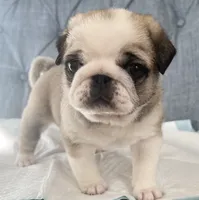 Panda fawn/white male 1, a male Pug for sale in Sacramento, CA – 3 of 6