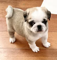 Panda fawn/white male 1, a male Pug for sale in Sacramento, CA – 1 of 6