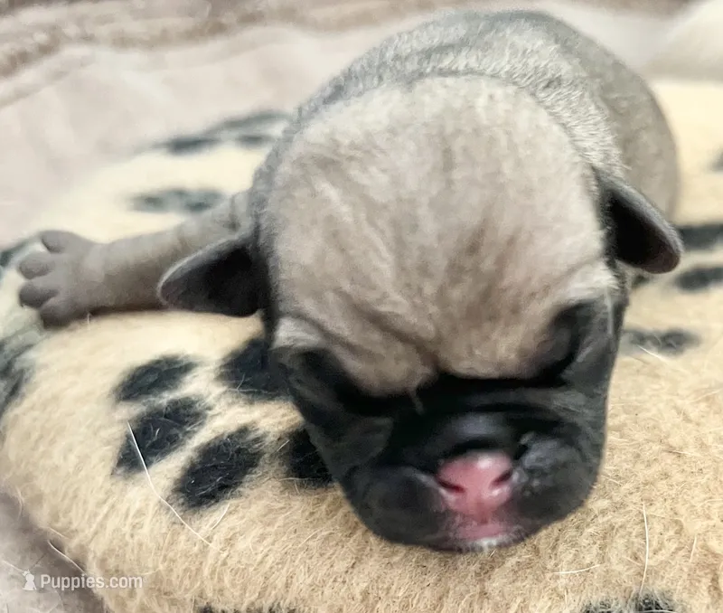 Fawn male 2 – Pug puppy for sale in Sacramento, CA