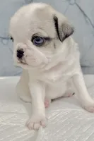 Panda blue eyed girl faen/white, a female Pug for sale in Sacramento, CA – 3 of 4