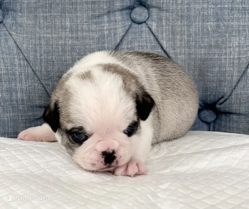 Panda fawn and white girl  – Pug puppy for sale in Sacramento, CA