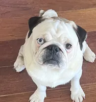 Odd eyed Panda fawn/white male , a male Pug for sale in Sacramento, CA – 5 of 7