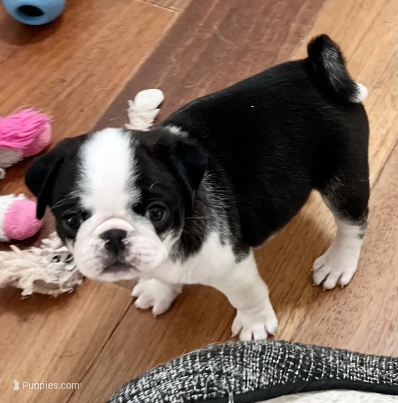 Black and white panda girl – Pug puppy for sale in Sacramento, CA