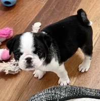 Black and white panda girl, a female Pug for sale in Sacramento, CA – 1 of 5