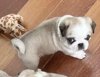 Panda fawn/white male 1, a male Pug for sale in Sacramento, CA – 4 of 6