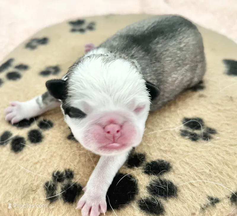 Panda fawn/white male 2  – Pug puppy for sale in Sacramento, CA
