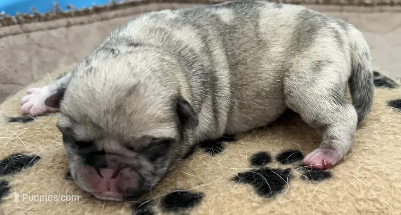 Fawn Merle girl – Pug puppy on hold in Sacramento, CA
