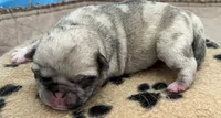 Fawn Merle girl, a female Pug for sale in Sacramento, CA – 1 of 9