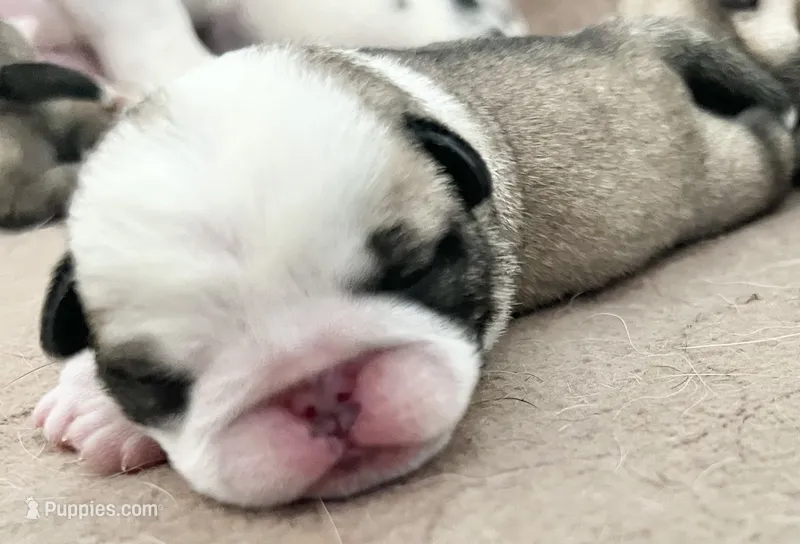 Panda fawn/white male 1 – Pug puppy for sale in Sacramento, CA