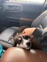 Archie , a male Australian Shepherd and Siberian Husky for sale in Saugus, MA – Photo 7 of 8