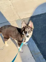 Archie , a male Australian Shepherd and Siberian Husky for sale in Saugus, MA – Photo 2 of 8
