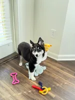 Archie , a male Australian Shepherd and Siberian Husky for sale in Saugus, MA – Photo 4 of 8