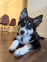 Archie , a male Australian Shepherd and Siberian Husky for sale in Saugus, MA – Photo 3 of 8