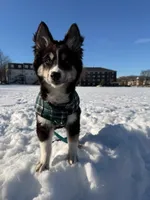 Archie , a male Australian Shepherd and Siberian Husky for sale in Saugus, MA – Photo 1 of 8