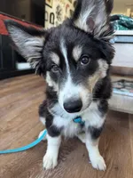 Archie , a male Australian Shepherd and Siberian Husky for sale in Saugus, MA – Photo 5 of 8