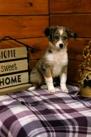 Maple Blue Merle, a female Miniature Australian Shepherd for sale in Tyrone, PA – 3 of 4