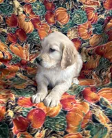 Gage , a male Golden Retriever for sale in Tyrone, PA – 3 of 4