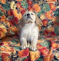 Garner , a male Golden Retriever for sale in Tyrone, PA – 2 of 5