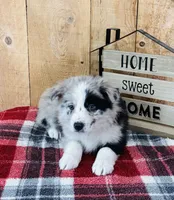Baxter Blue Eyes , a male Border Collie for sale in Tyrone, PA – Photo 3 of 5