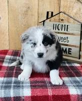 Baxter Blue Eyes , a male Border Collie for sale in Tyrone, PA – Photo 4 of 5