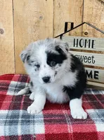 Baxter Blue Eyes , a male Border Collie for sale in Tyrone, PA – Photo 5 of 5