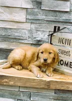 Gus, a  Golden Retriever for sale in Tyrone, PA – Photo 2 of 3