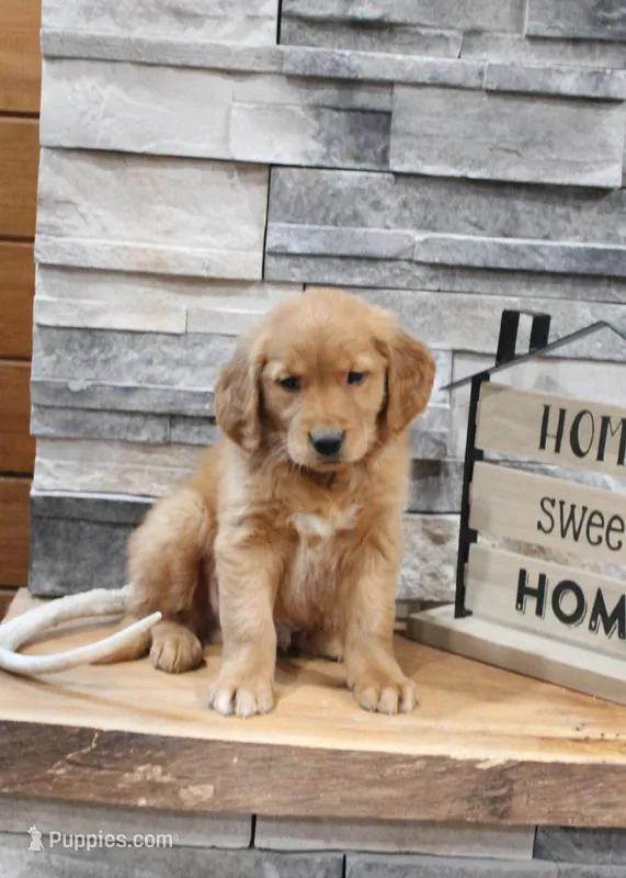 Gus – Golden Retriever puppy for sale in Tyrone, PA