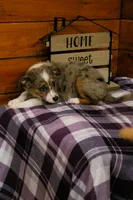 Maple Blue Merle, a female Miniature Australian Shepherd for sale in Tyrone, PA – 4 of 4