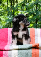 Misty, a female Miniature Australian Shepherd for sale in Tyrone, PA – 2 of 3